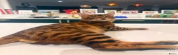 Bengal cats for stud: Handsome Brown spotted Bengal boy for stud - Advert 1