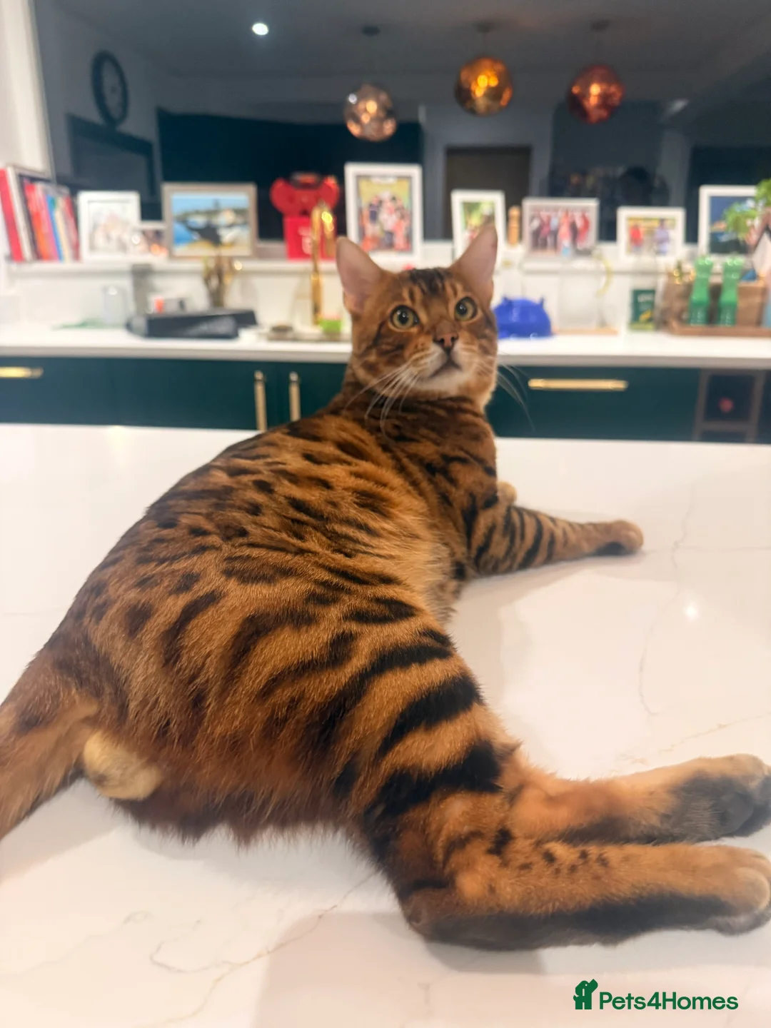 Bengal cats for stud: Handsome Brown spotted Bengal boy for stud - Advert 1