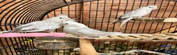 Cockatiels birds for sale: Young Cockatiels - Advert 4