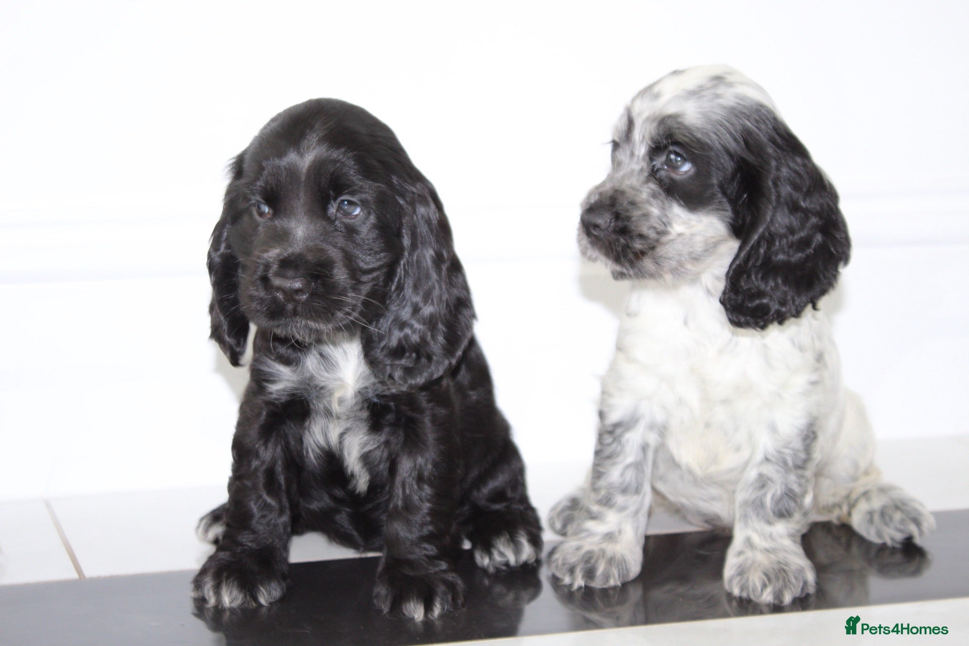 Cocker Spaniel dogs Beautiful KC Registered Show-Type Puppies - Advert 14