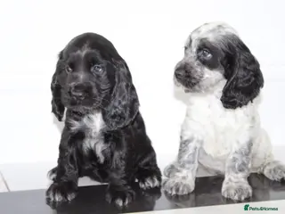 Cocker Spaniel dogs Beautiful KC Registered Show-Type Puppies - Advert 14