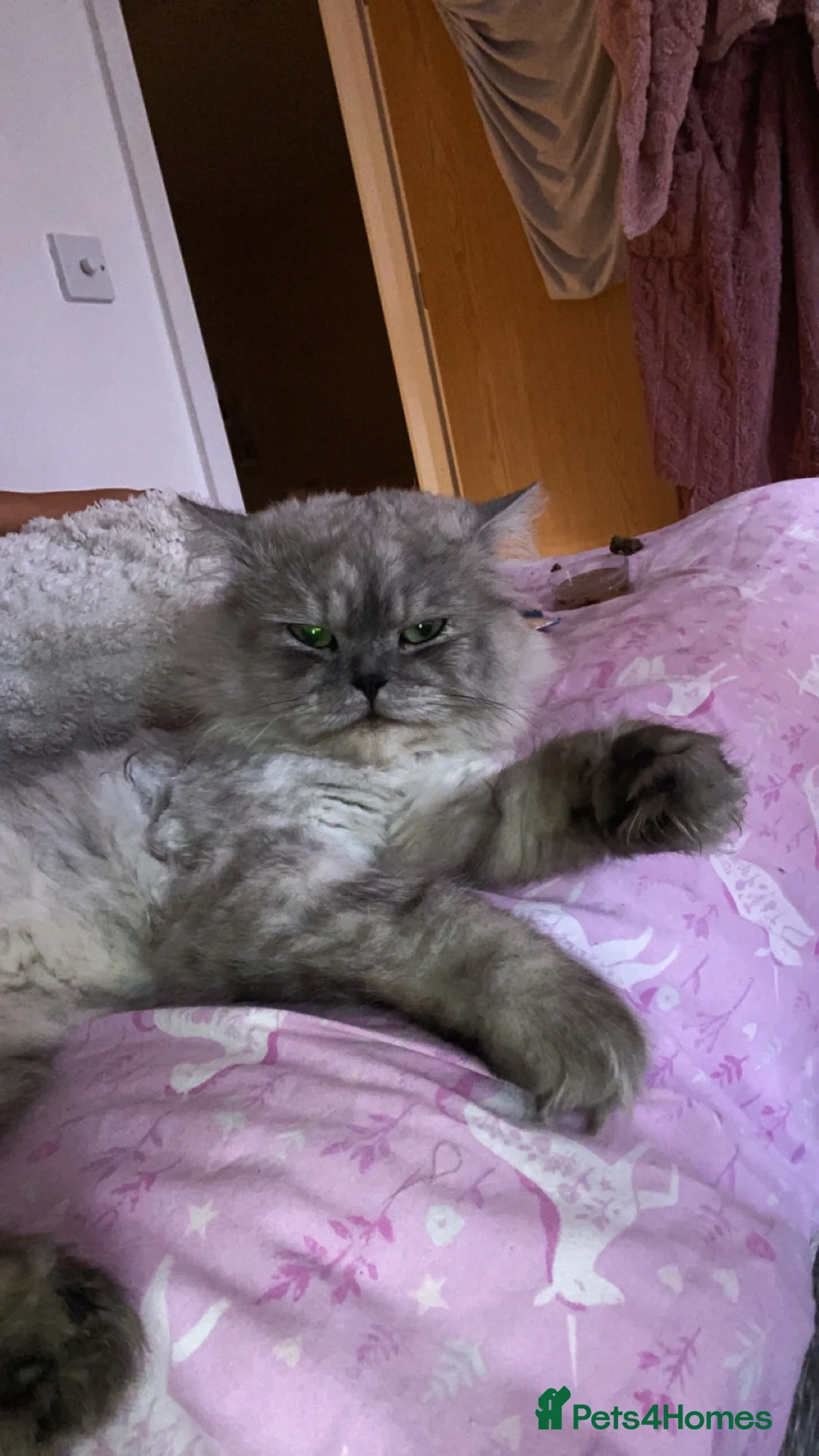Persian cats for sale: Theodore Persian boy  in Gloucester - Advert 1