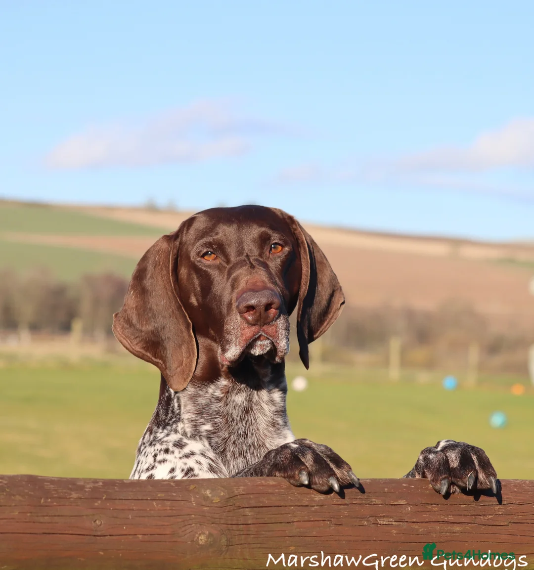 German Shorthaired Pointer dogs for stud: Excellent example Gsp kc and health tested. STUD in Lancaster - Advert 11