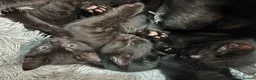 Mixed Breed cats for sale: 5 Kittens in Musselburgh - Advert 6