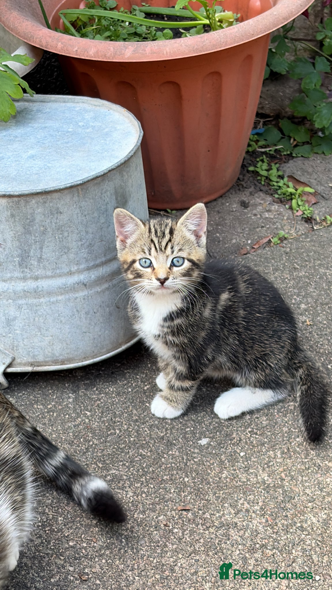 Mixed Breed cats Tabby  - Advert 3