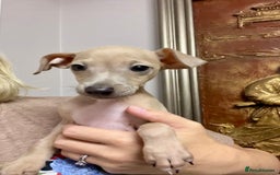 Italian Greyhound dogs for sale: Stunning Pedigree Italian Greyhounds Cream & Fawn  - Image 8