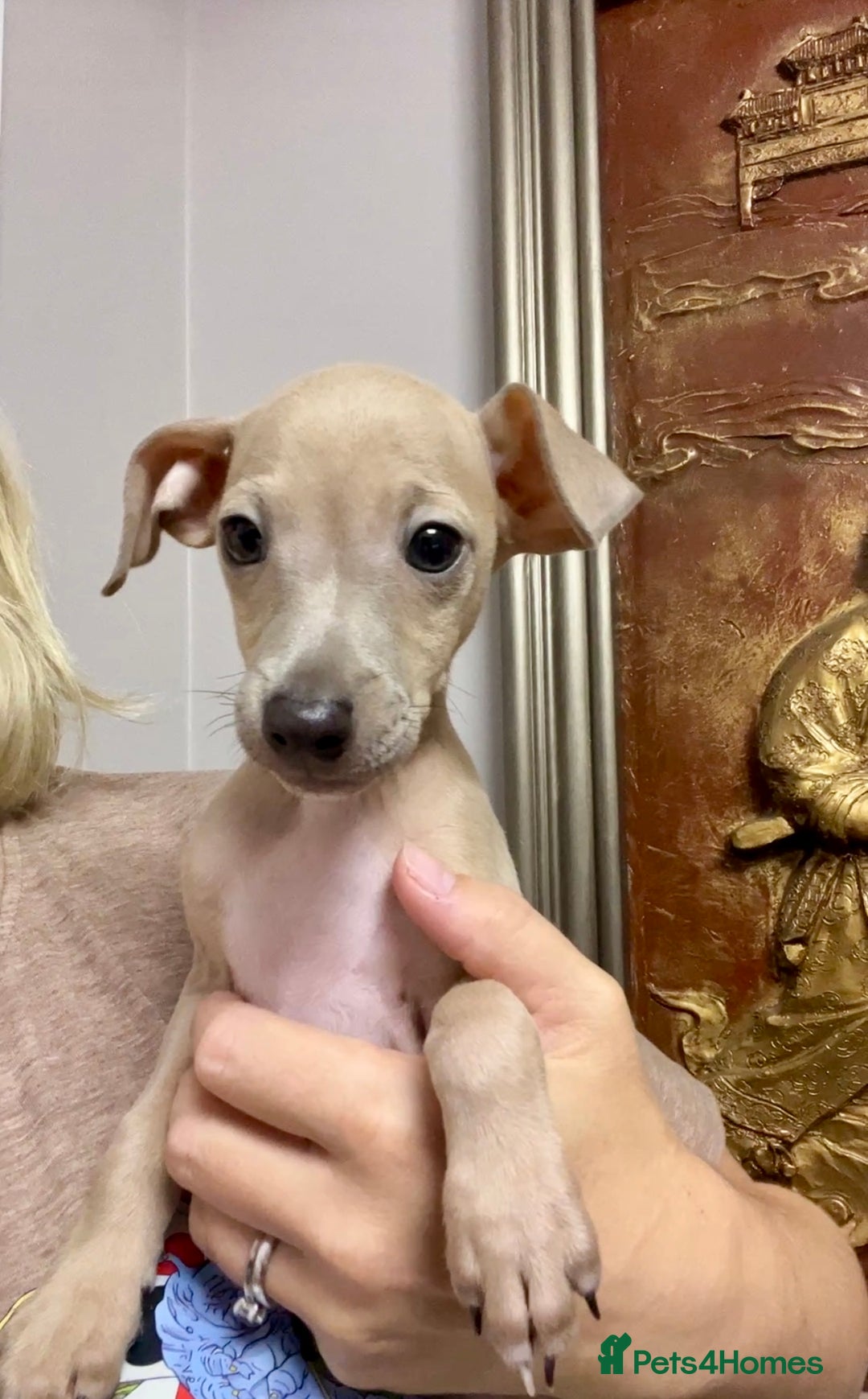 Italian Greyhound dogs for sale: Stunning Pedigree Italian Greyhounds Cream & Fawn  - Image 8