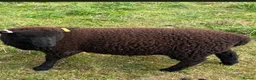 Sheep livestock for sale: Twin wether lambs for sale  in Norwich - Advert 7