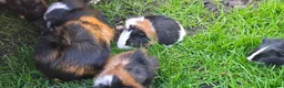 Guinea Pig rodents for sale: Baby Guinea pig's Boys - Advert 4
