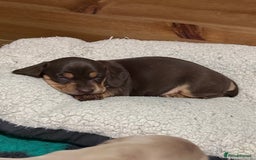 Mixed Breed dogs for sale: Adorable Daschund x spaniel pups  - Advert 31