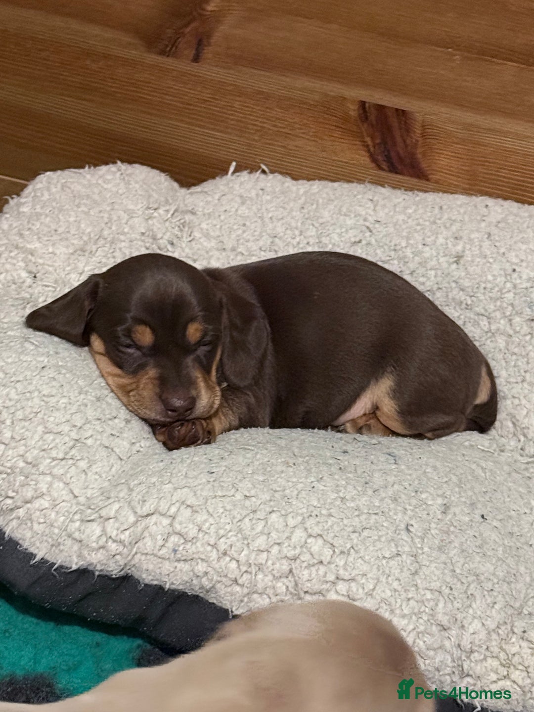 Mixed Breed dogs for sale: Adorable Daschund x spaniel pups  - Advert 31