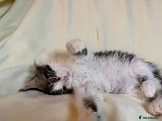 Maine Coon cats TICA registered Maine Coon Kittens All Boys - Advert 1