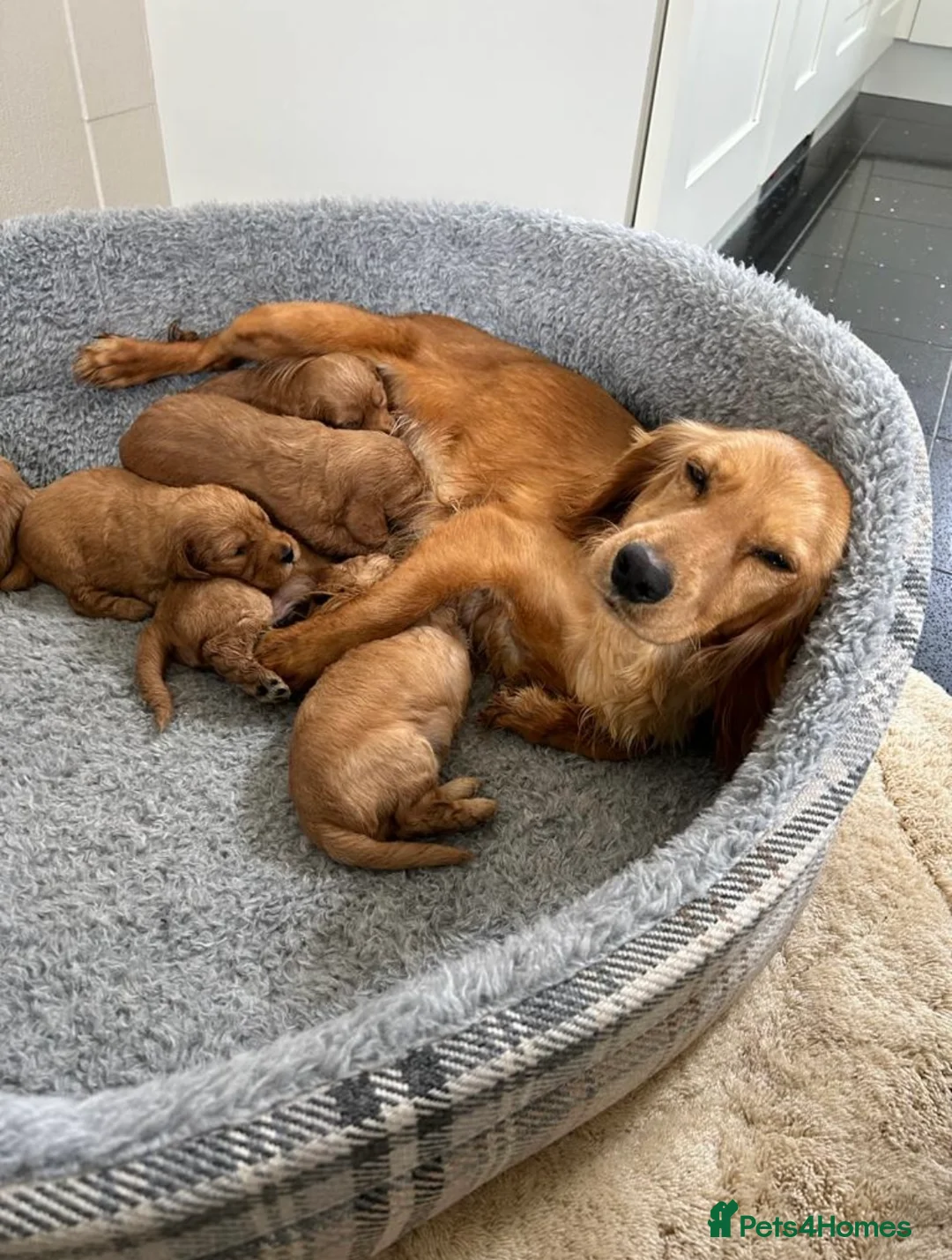 Cockapoo dogs for sale: Beautiful F1 Cockerpoo’s - Advert 1