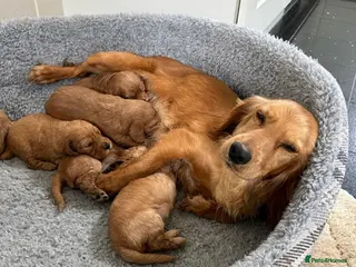 Cockapoo dogs Beautiful F1 Cockerpoo’s - Advert 1