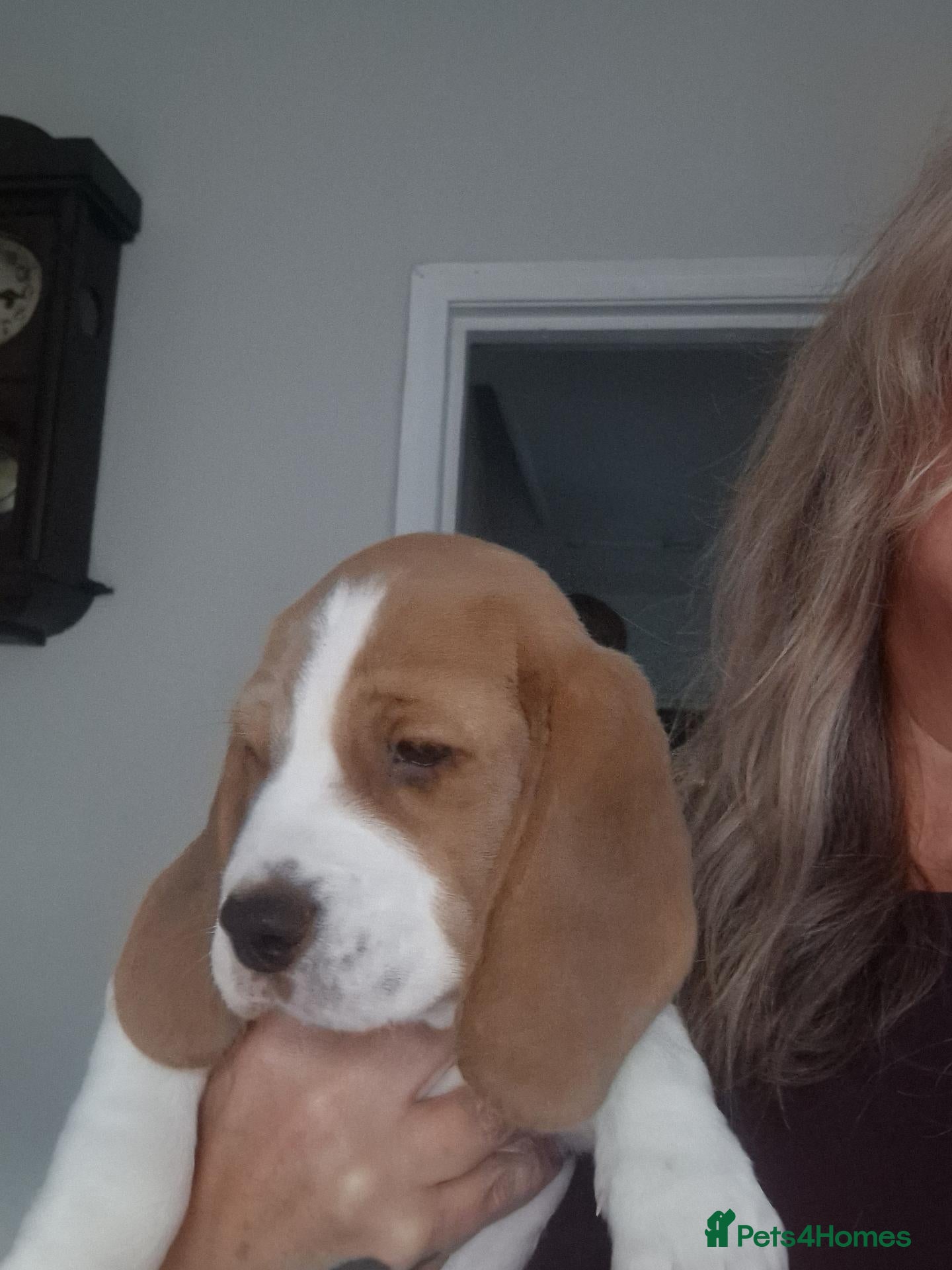 Beagle dogs 5 gen kc registered beagles - Advert 1