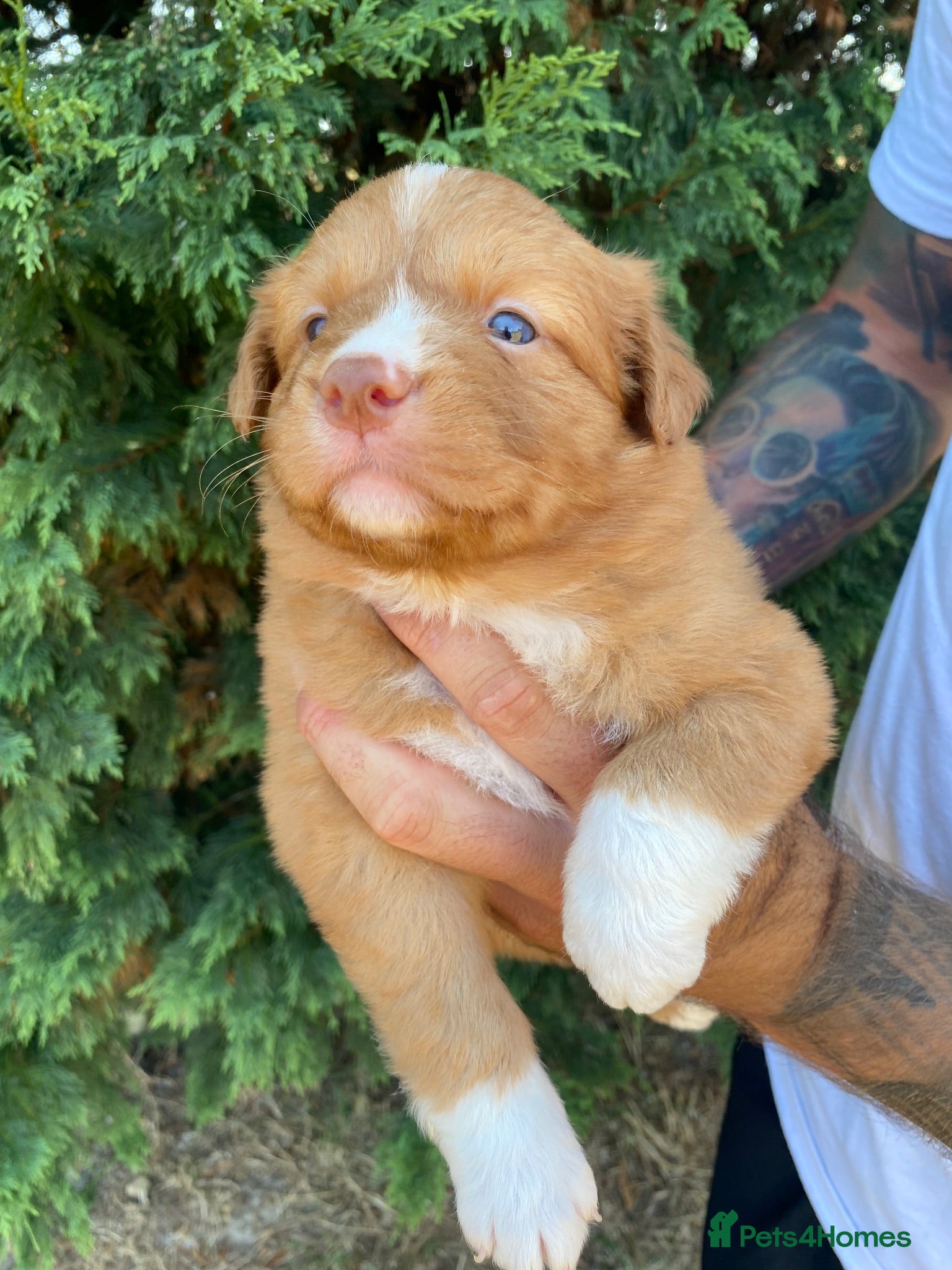 Nova Scotia Duck Tolling Retriever dogs Fantastic KC Reg Nova Scotia pups  - Advert 1