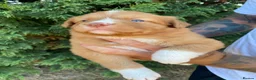 Nova Scotia Duck Tolling Retriever dogs for sale: Fantastic KC Reg Nova Scotia pups  - Advert 8