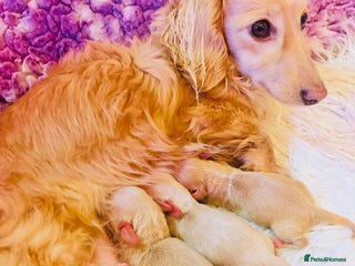 Miniature Dachshund dogs Creams -5 Star Breeder ⭐️⭐️⭐️⭐️⭐️ - Advert 1