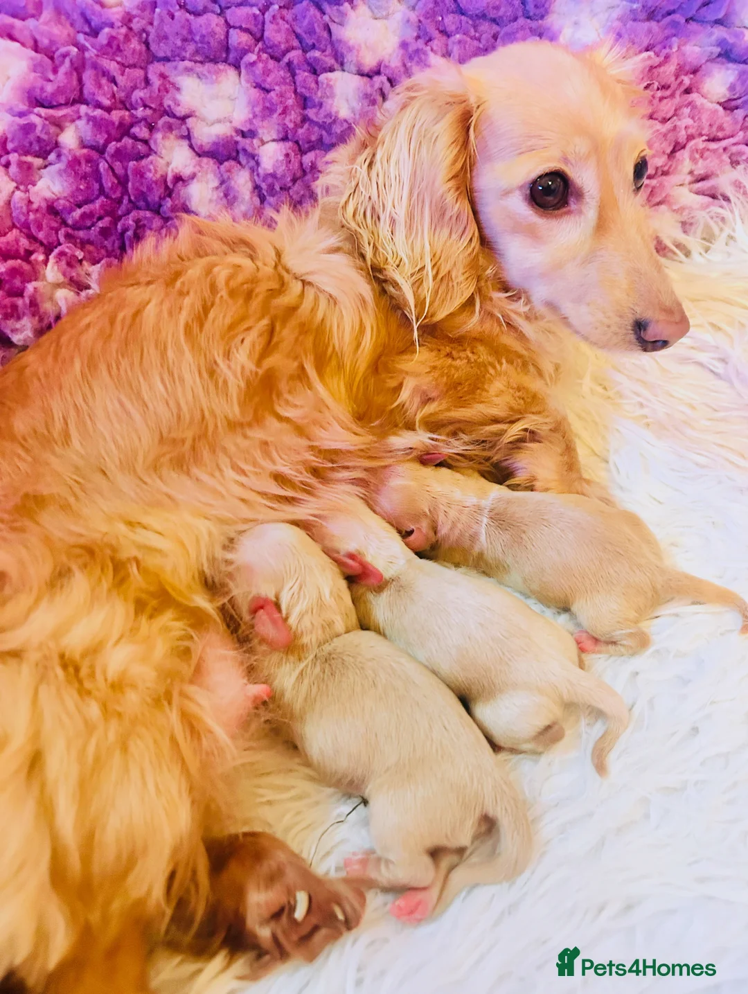 Miniature Dachshund dogs for sale: Creams-5 Star Breeder ⭐️⭐️⭐️⭐️⭐️ - Advert 7