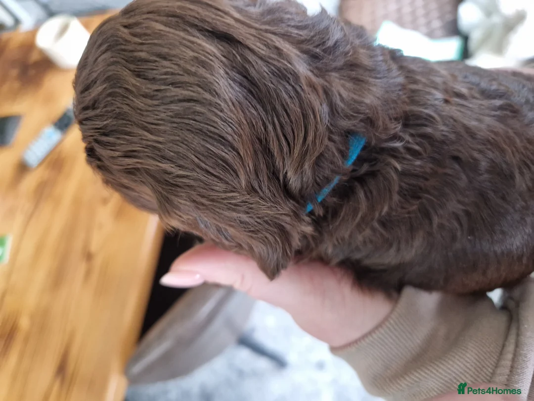 Cockapoo dogs for sale: Cockapoo X Toy Poodle - Advert 9