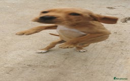 Mixed Breed dogs for sale: Beautiful litter of f1 setterdors  - Image 12