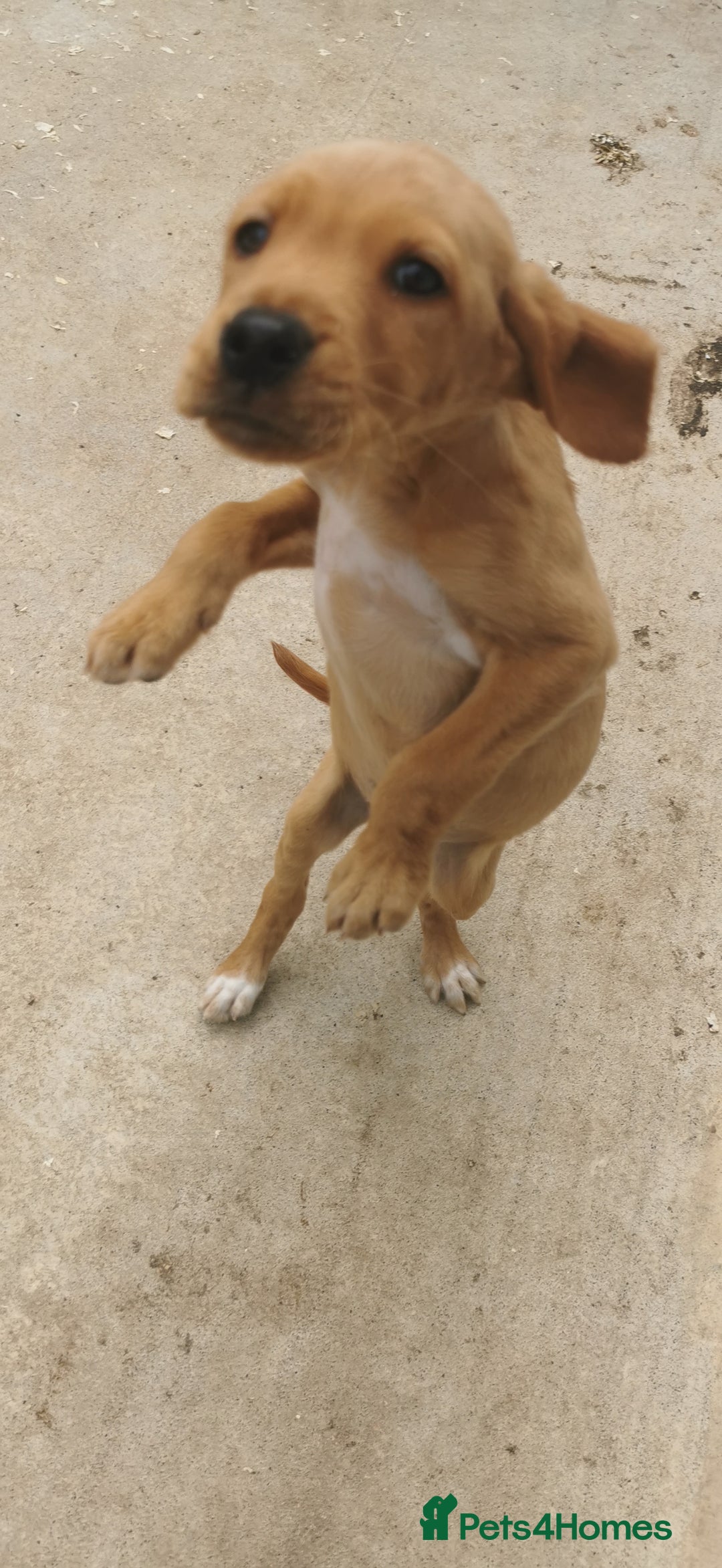 Mixed Breed dogs for sale: Beautiful litter of f1 setterdors  - Image 12