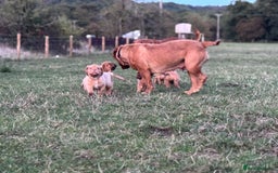 Dogue De Bordeaux dogs for sale: 🐾 Dogue de Bordeaux – Chunky True type- Ready 🐾 - Image 15
