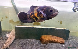 Other/Mixed Breed fish for sale: 2 Birchirs 2 Oscars - Image 9