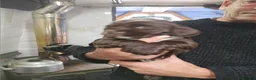 Sprocker dogs for sale: Sproker spaniel pups  - Advert 25