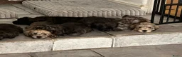 Glen of Imaal Terrier dogs for sale: Beautiful Glen of Imaal Terrier Pups 7 Avaliable - Advert 6