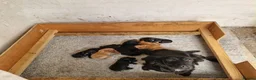 Cocker Spaniel dogs for sale: Legally docked KC cockers  - Advert 9