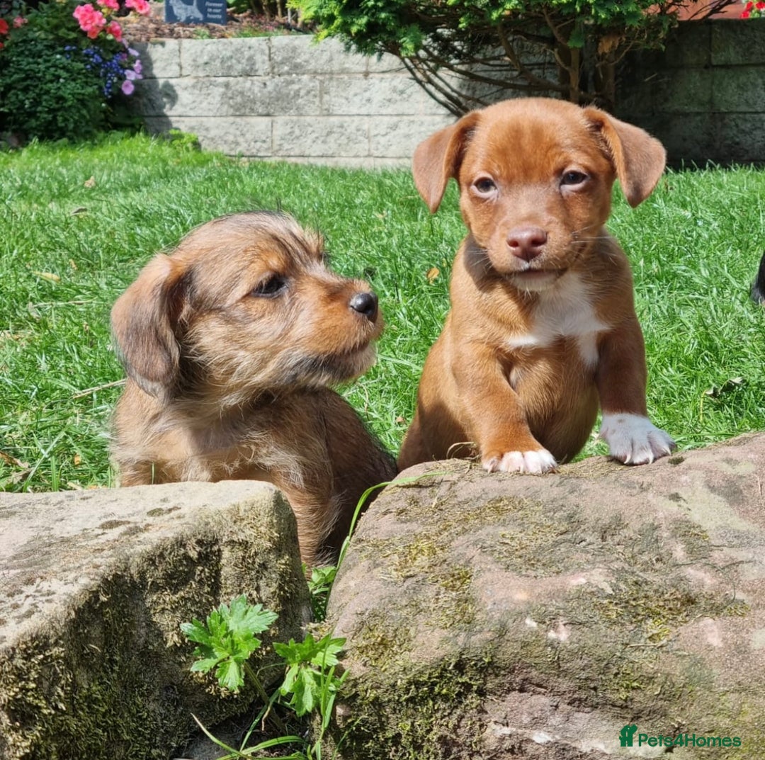Mixed Breed dogs for sale: Gorgeous Jack Russell x Norfolk terrier pups  - Image 10