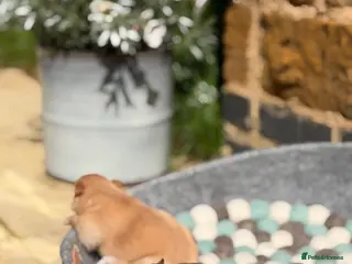 Pomeranian dogs Gorgeous Poms - Advert 14