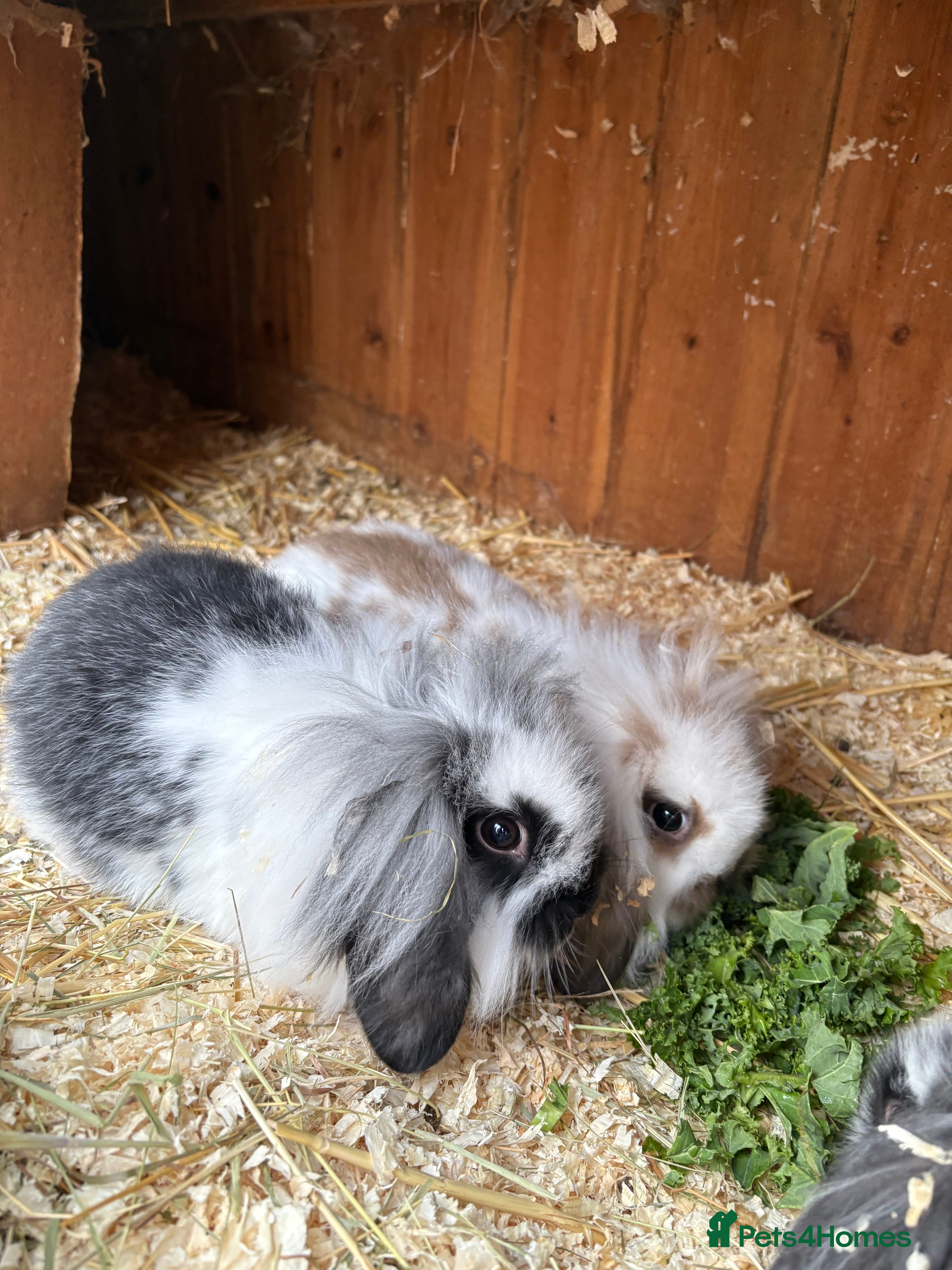 Mini Lop rabbits Stunning mini lop baby rabbits  - Advert 18