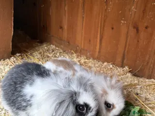 Mini Lop rabbits Stunning mini lop baby rabbits - Advert 18