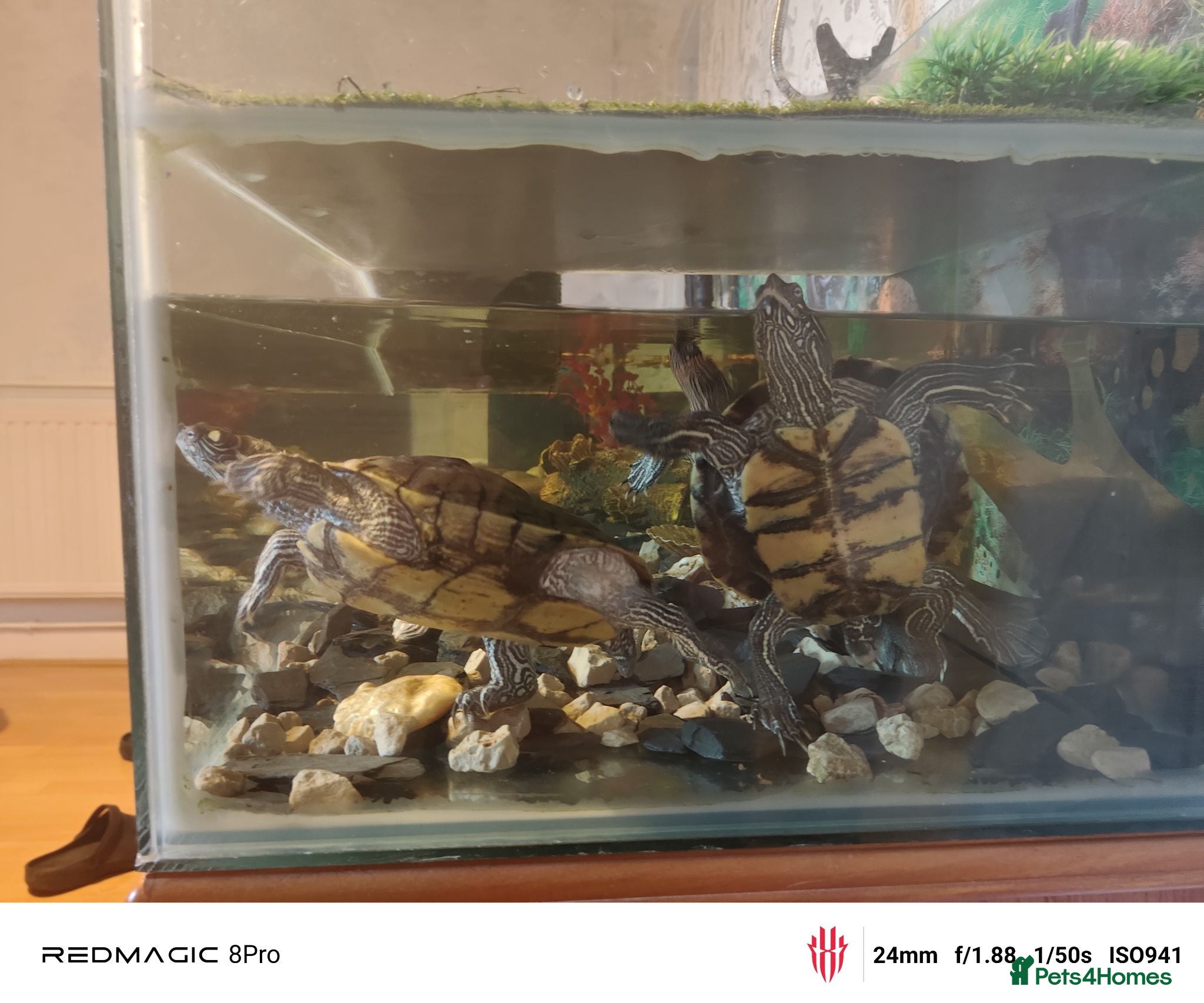 Turtle reptiles Turtles and large aquarium  - Advert 1
