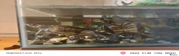 Turtle reptiles for sale: Turtles and large aquarium  - Advert 1