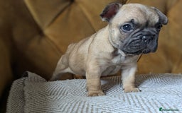 French Bulldog dogs for sale: REDUCED Adorable French Bulldog Puppies  - Image 13