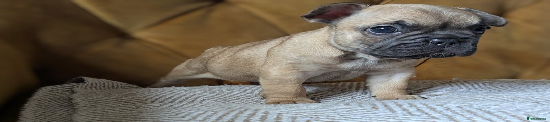 French Bulldog Puppy 2