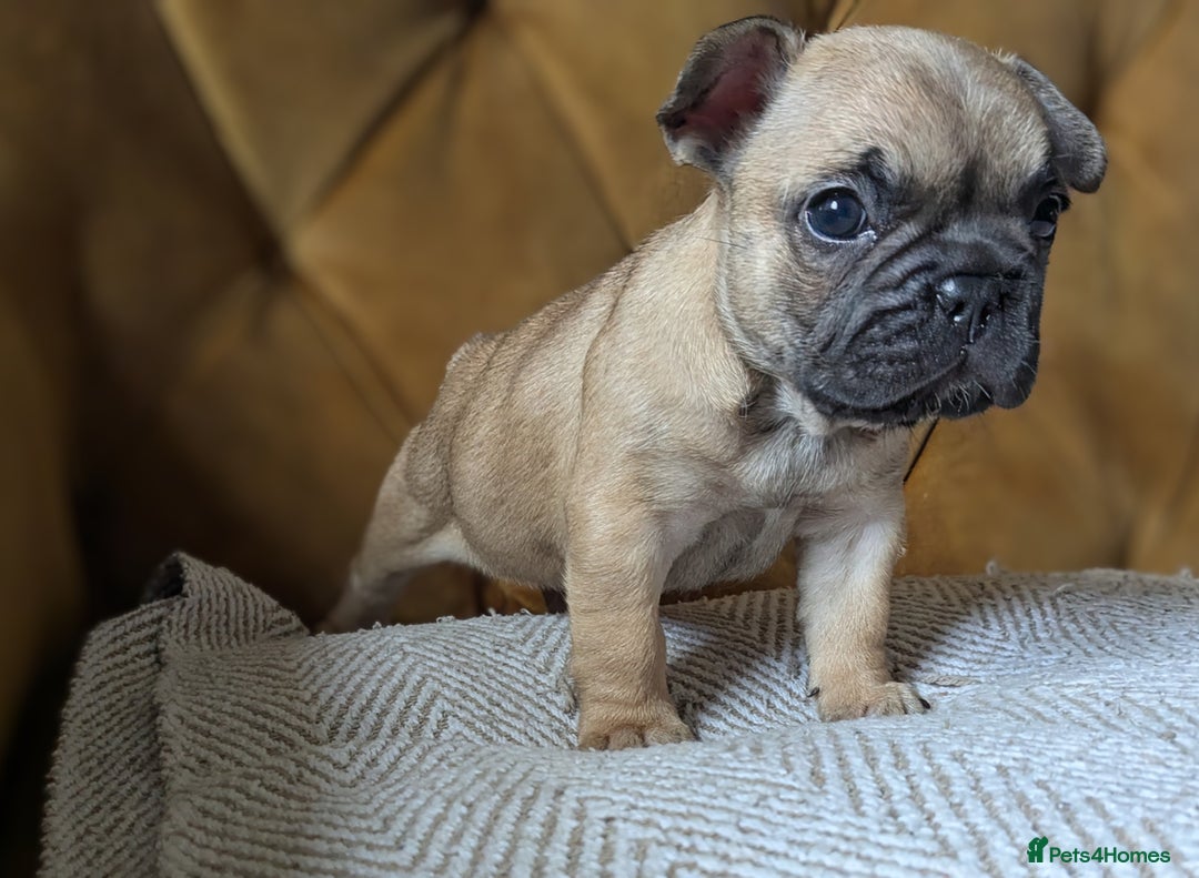 French Bulldog dogs for sale: REDUCED Adorable French Bulldog Puppies  - Image 13