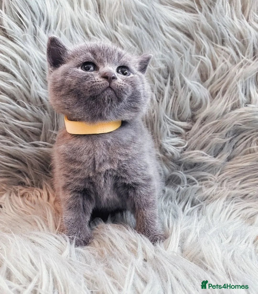 British Shorthair cats for sale: British Shorthair Kittens for sale - Advert 6