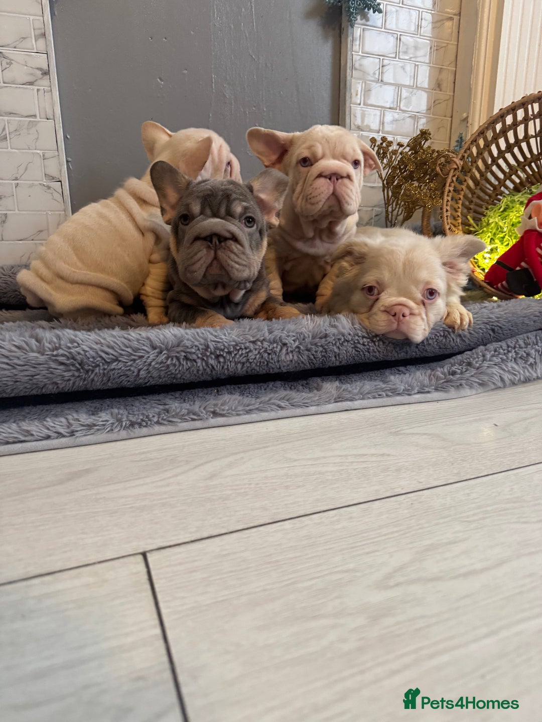 French Bulldog dogs for sale: Quality French bulldog puppies - Advert 2