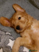 Mixed Breed dogs Australian Labradoodle puppies - Advert 10