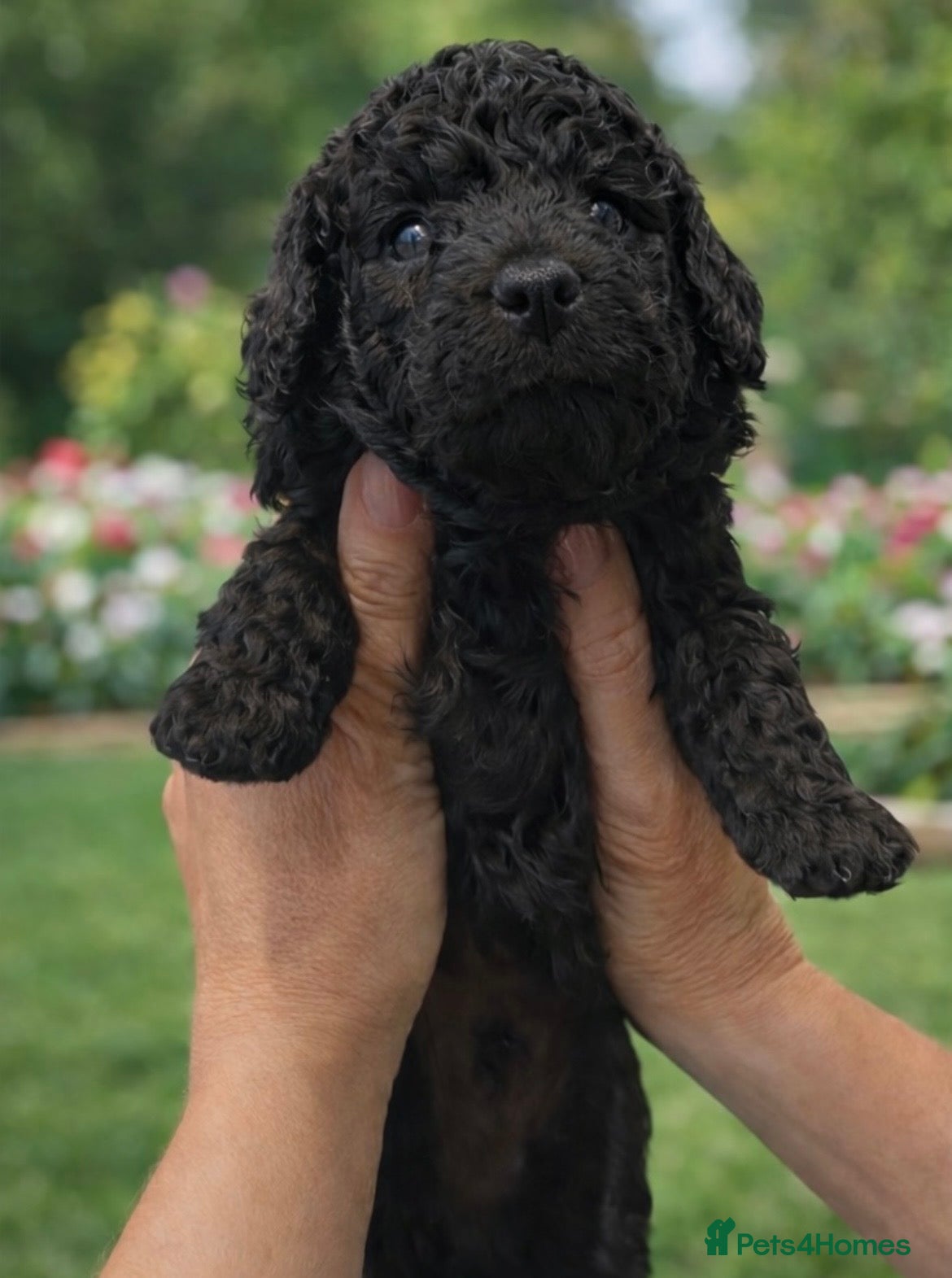 Cockapoo dogs Only 2 Left! Stunning Cockapoo Boys Ready May  - Advert 2