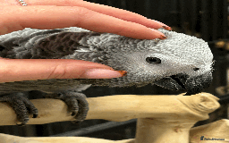 Parrots birds for sale: Gorgeous hand reared African Grey baby - Image 1
