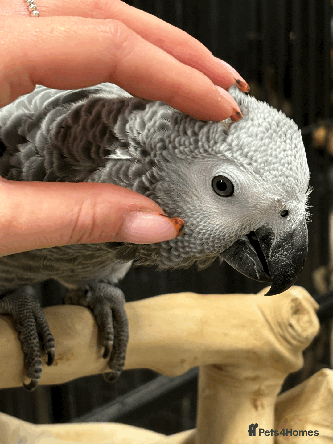 Parrots birds for sale: Gorgeous hand reared African Grey baby - Image 1