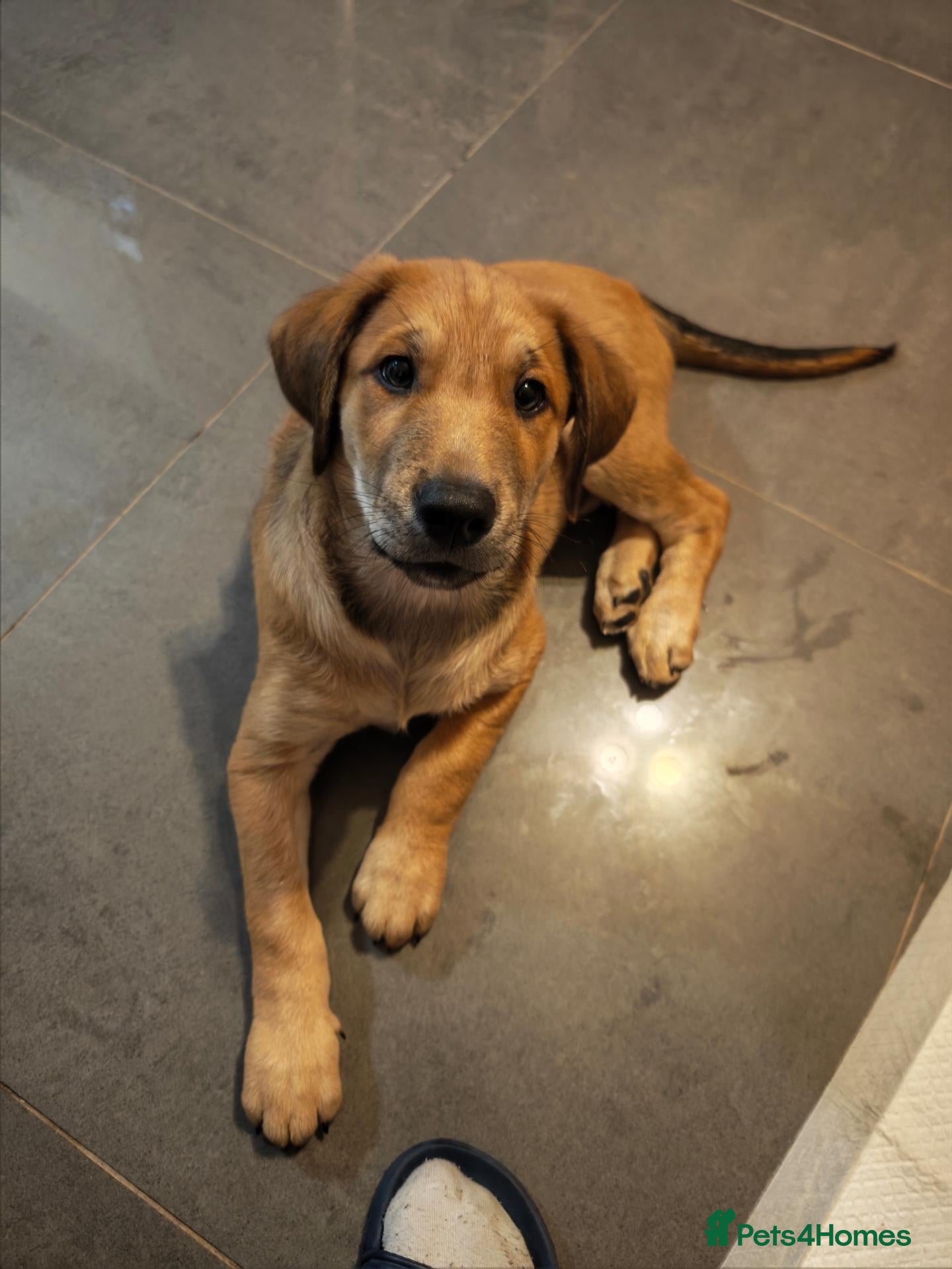 Mixed Breed dogs for sale: Adorable Puppy Looking for a Loving Forever Home  - Advert 15