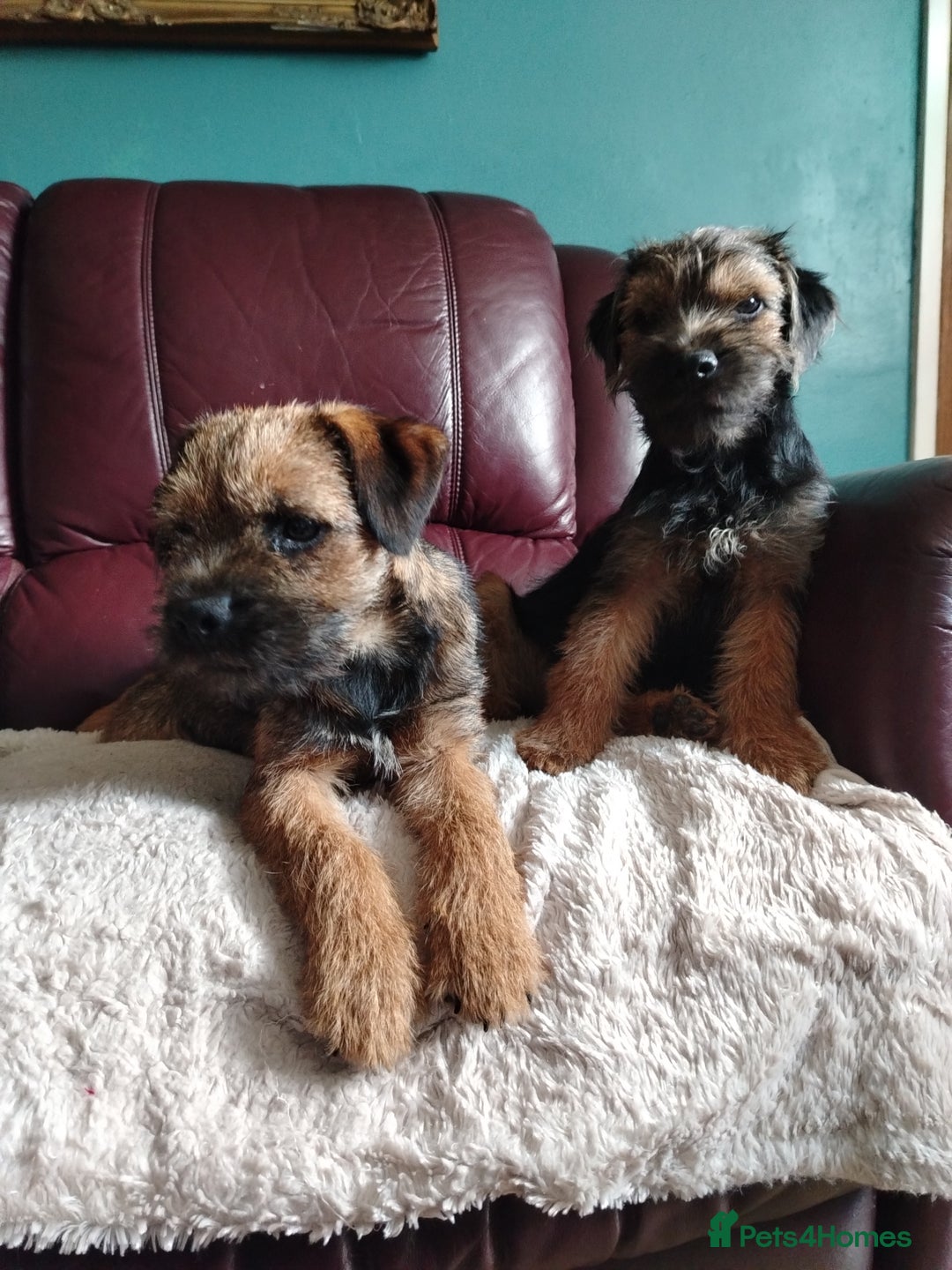 Border Terrier dogs for sale: Border Terrier girls available  - Image 7