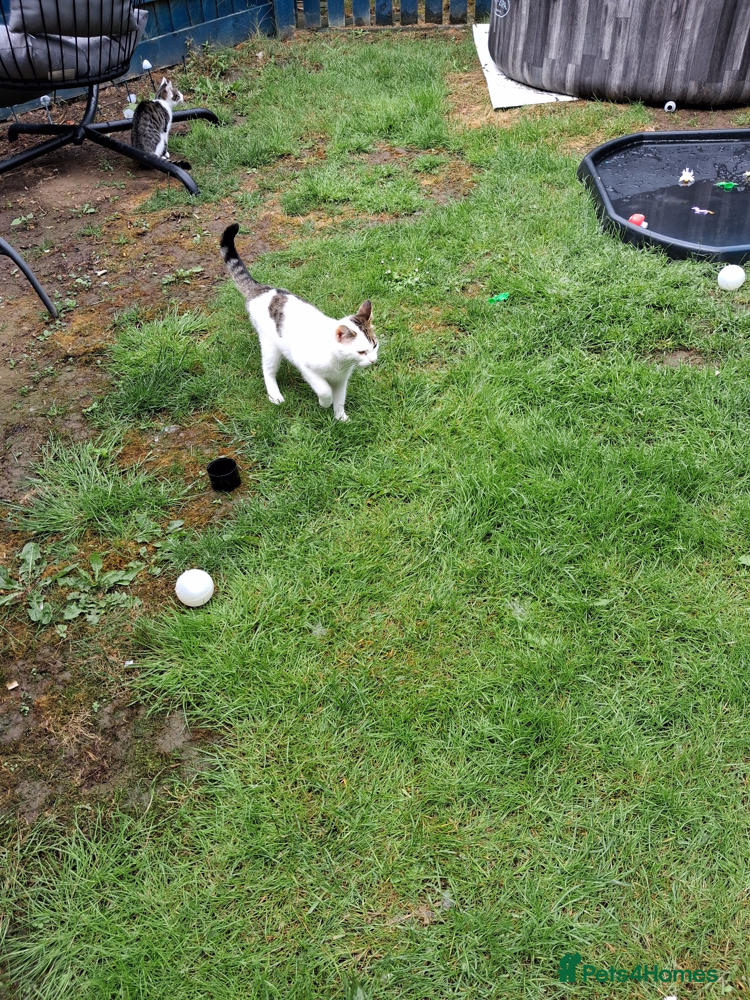 Mixed Breed cats Singleton kitten - Advert 6