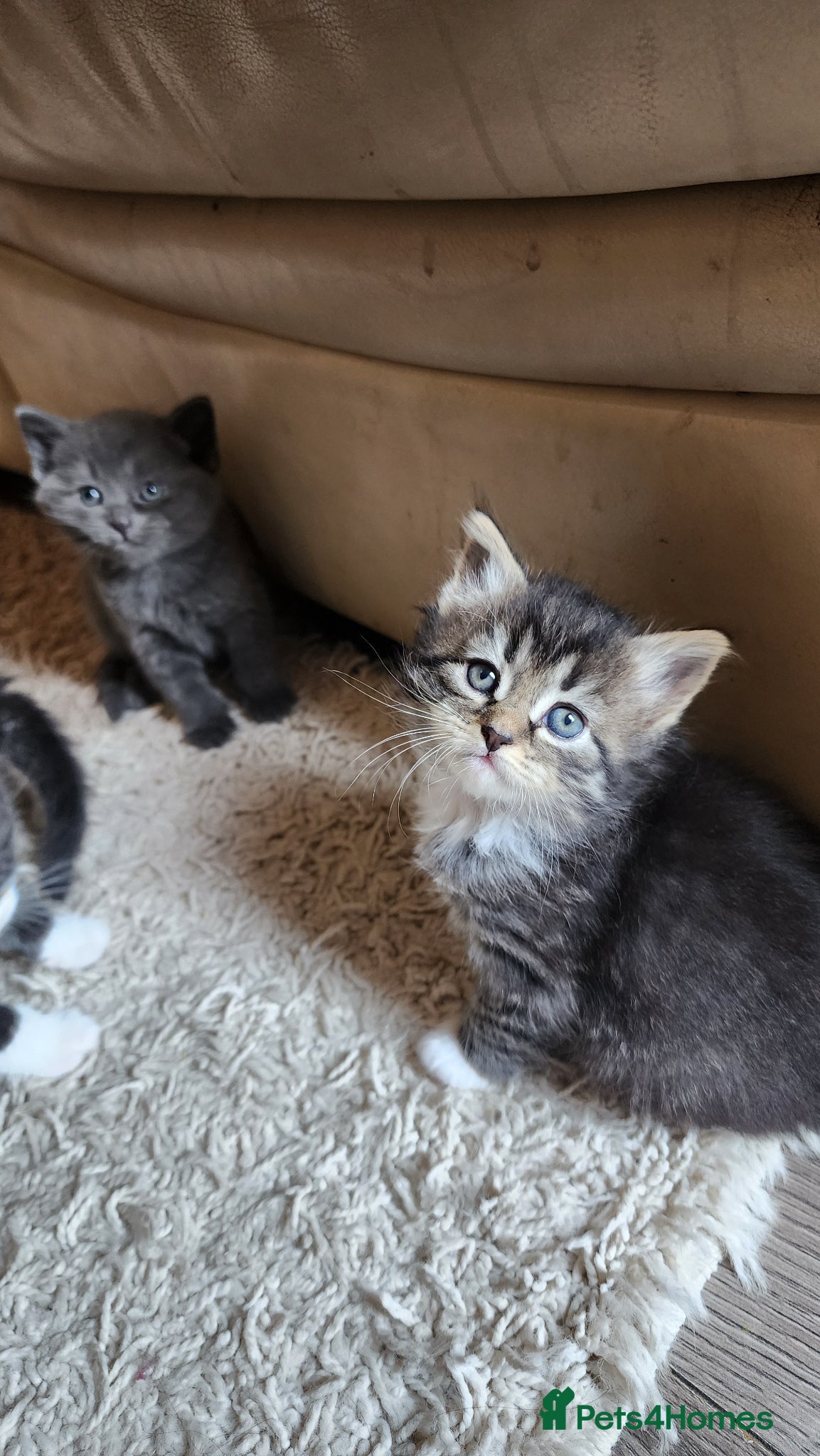 British Longhair cats Stunning British Kittens - Home Reared & Healthy - Advert 5